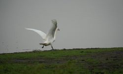 Samsun'da yaban hayatına merhamet eli