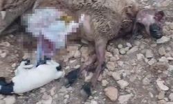Şanlıurfa'da sürüye saldıran kurt 18 koyunu telef etti