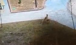 Şanlıurfa'da yiyecek arayan 2 tilki kent merkezine indi