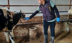 Şap hastalığına karşı aşılama çalışması yapıldı