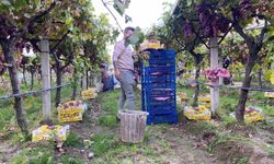 Sarıgöl'de üzüm hasadı devam ediyor