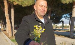 Sarıgöl'de zemheri papatyaları açtı