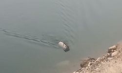 Sarp kayalıkların ustası baraj gölünde yüzerken görüldü