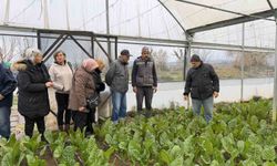 'Saygınlar Kulübü' üyeleri serada hasat yaptı