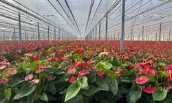 Seralarda modern üretim: Tonlarca salatalık ve süs bitkisi üretimi