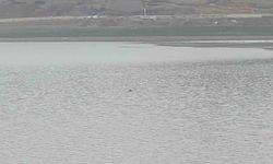 Sıhke Göleti'ne giren inek telef oldu