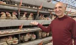 Simav'ın Kuşu beldesinde günlük 15 bin yumurta üretimi