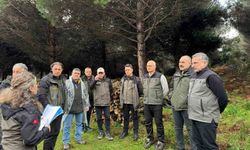 Sinop'ta ormancılık faaliyetleri