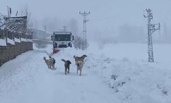 Şırnak'ta kapalı köy yolları dozerlerle açılıyor