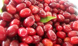 Soğuk algınlığına doğal çözüm: Kızılcık