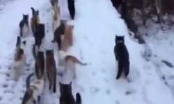 Soğuk kış günlerinde yürek ısıtan görüntüler Erzincan'dan