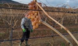Soğukta budanan bağlardan işçilere tatlı sürpriz