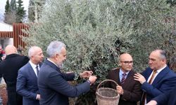 Stratonikeia'da ilk 'Zeytin Hasat Festivali' düzenlendi