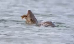 Su samuru avını yerken görüntülendi