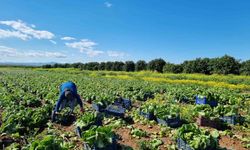 Tarım üretici fiyatlarında aylık düşüş, yıllık yükseliş