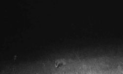 Tekirdağ'da porsuk ve kaya sansarı görüntülendi