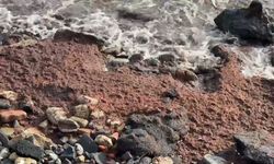 Tekirdağ'da poyraz kızıl yosun sürükledi
