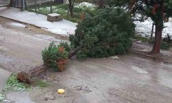 Türkeli'de fırtına ağaç devirdi, yol trafiğe kapandı