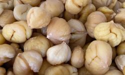 Türkiye'nin yüzde 33'ünü karşılayan Aydın Kestanesi, ihracata hazırlanıyor