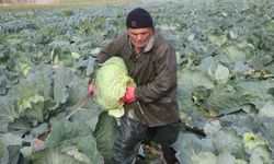 Turşuların başrol oyuncusu lahananın hasadına devam ediliyor