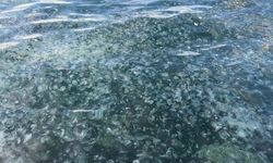 Üsküdar'da hayrete düşüren görüntü: Binlercesi kıyıya vurdu