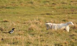 Van kedisine benzetti, fare avlayan köpek olduğu ortaya çıktı