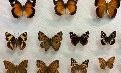 Van'da binlerce kelebeğin korunduğu araştırma koleksiyonu büyüyor