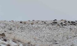 Van'da kış yüzünü gösterdi: Erek Dağı ve çevresi beyaza büründü