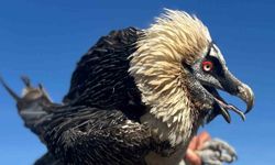 Van'da tedavi edilen yırtıcı kuşlar doğal yaşam alanına salınıyor