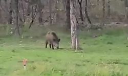 Yaban domuzu da üniversiteli oldu