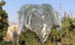 Yağmurda mandalinaya naylonlu koruma