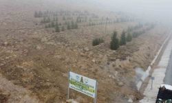 Yahyalı'ya bin 200 fidan dikildi