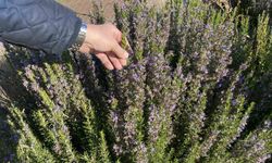 Yapılan 10 yıllık çalışma sonucunda artık Eskişehir'de biberiye üretilebiliyor