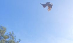 Yaralı atamaca tedavisi ardından yeniden doğal ortamında