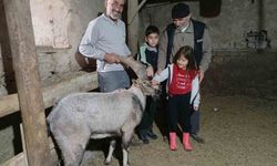 Yaralı halde bulunan dağ keçisi tedavisinin ardından doğaya salındı