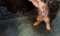 Yavru kedi camide vaaz sırasında cemaatle ve tesbihle oynadı