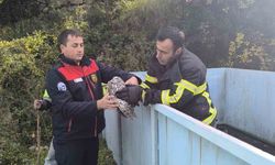 Yayladağı'nda baykuş kurtarma operasyonu