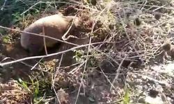 Yer altının gizemli canlısı Manisa'da ortaya çıktı