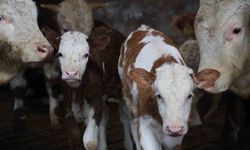 Yıl bitmeden gelen çifte mutluluk: Üreticinin ikiz buzağı sevinci