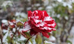 Yozgat'ta çiçekler kar altında kaldı