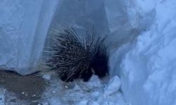 Yüksekova'da Hint oklu kirpi görüntülendi