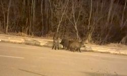 Yüksekova'nın farklı noktalarında domuz sürüleri görüntülendi