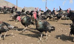 Yurtdışından dönüp, memleketine çiftlik kurdu