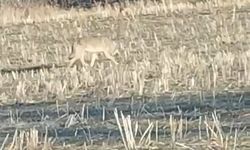 Aç kalan kurtlar yerleşim merkezine indi