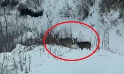Akdağ'da karacalar görüntülendi
