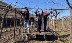 Alaşehir'de yağmur ve kar çiftçiye umut oldu