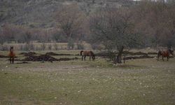 Ankara'da yılkı atları havadan görüntülendi
