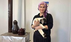 Annesiz kalan kuzu ailenin 'Umut'u oldu