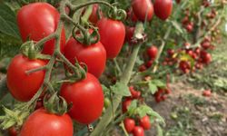 Antalya Ticaret Borsası, aralık ayı hal endeksini açıkladı: 'Meyvede fiyat arttı, sebzede geriledi'