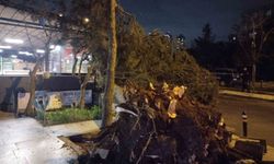Ataşehir'de fırtına nedeniyle ağaç devrildi
